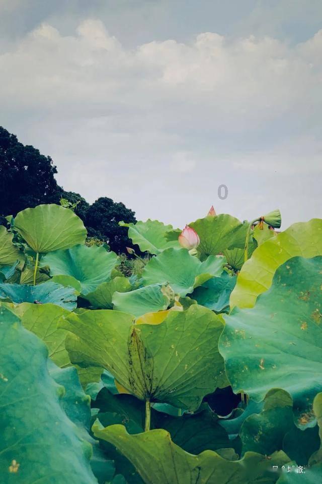 英语作文，张涛在一所国际学校，新学期开学之际，作为音乐俱乐部的负责人？游戏画面